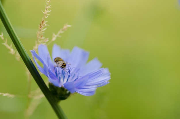 Chicory blue flower blooming in nature, floral background with copy space