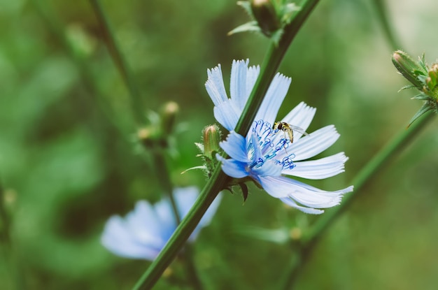 Chicory blue flower blooming in nature with Syrphidae fly, floral background with copy space