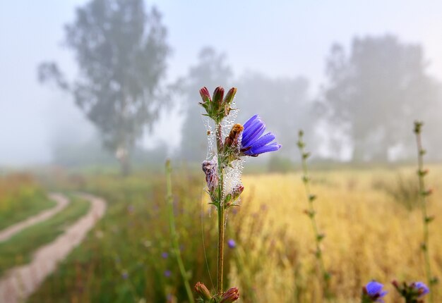 霧の中のチコリのつぼみ蜘蛛の巣に包まれた朝に咲く花