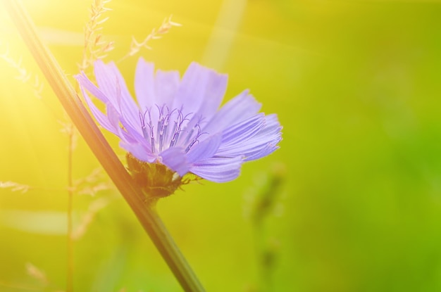 自然の中でチコリの花