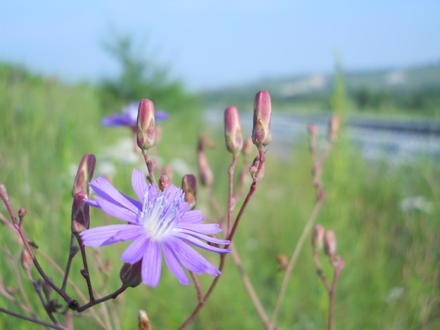 Chicory flower photography