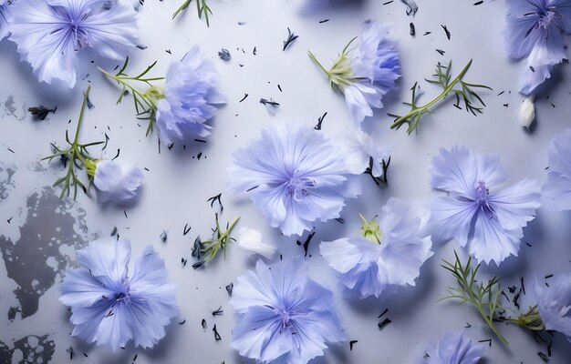 Photo chicory flowers and herbs on grey snowy background top view