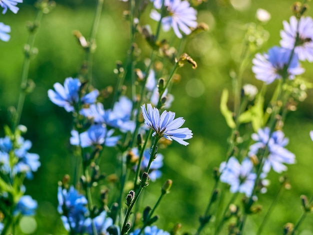 Photo chicory flowers on the meadow.