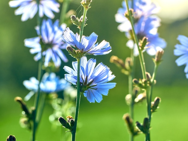 Chicory flowers on the meadow.