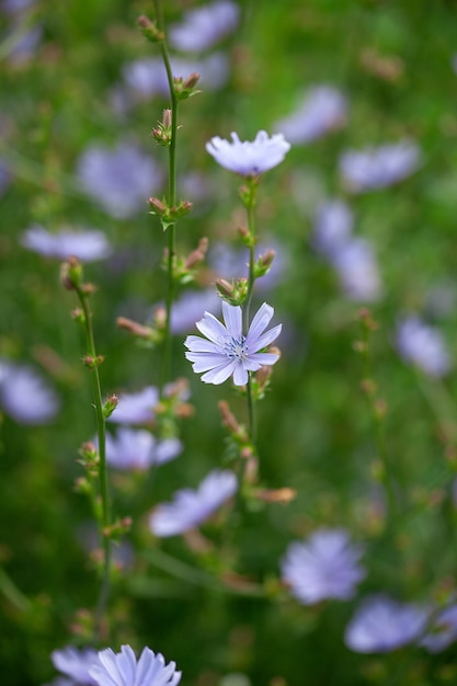 牧草地のチコリの花