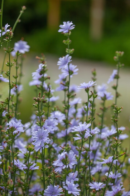 牧草地のチコリの花