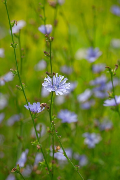 Chicory flowers on the meadow