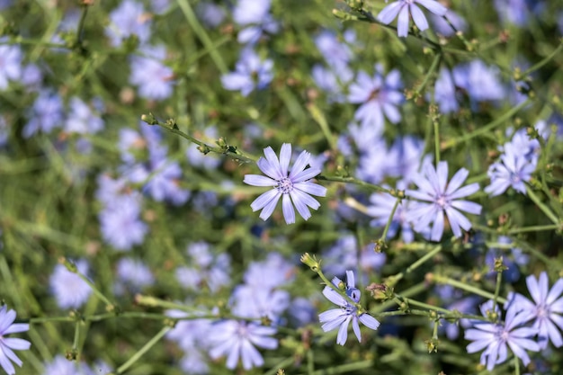 Chicory flowers on natural background Macro Chicory isolated Flowers of chicory for package design