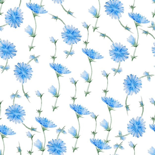 Chicory flowers pattern