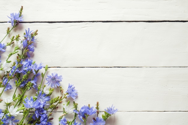 Chicory flowers on white wood