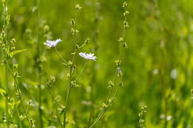 Chicory plants in a field on a farm in a field in australia