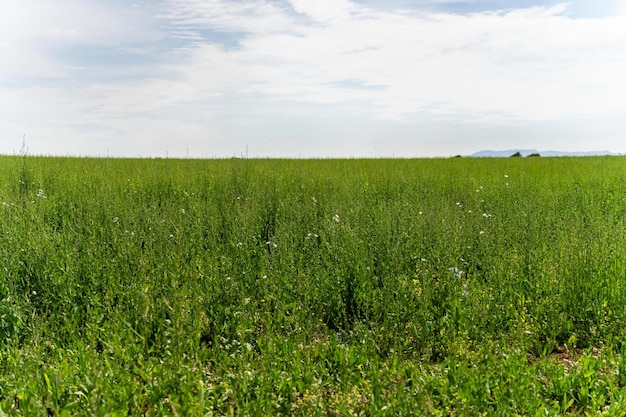 Chicory plants in a field on a farm in a field in australia