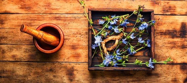 Chicory root, weed