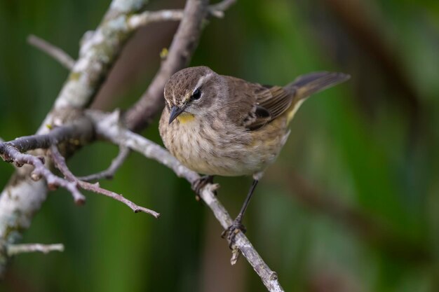 Photo chiffchaff bird perched among green foliage