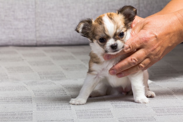 ソファの上のChihua-huaの子犬