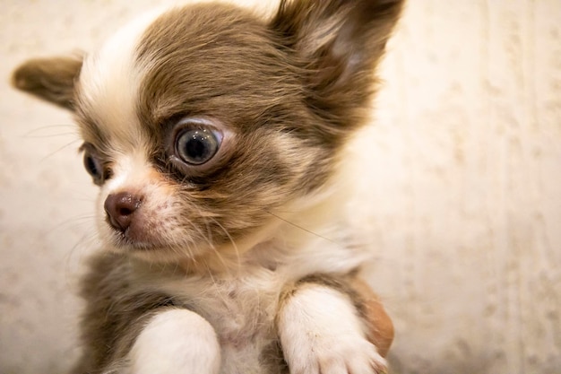 飼い主の腕に抱かれたチワの子犬。