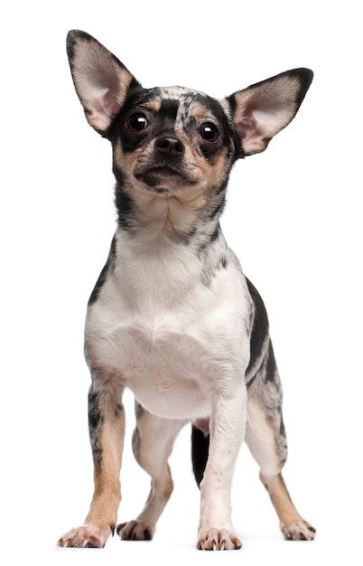 Chihuahua, 1 jaar oud, staand