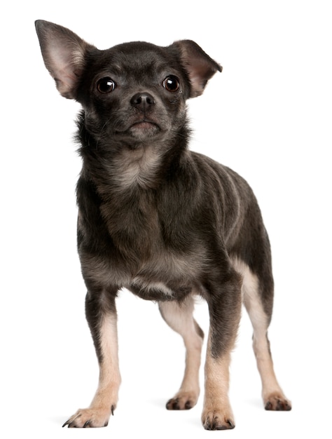 チワワ、1歳。分離された犬の肖像画