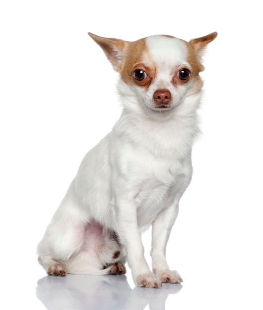 Chihuahua, 1 year old, sitting in front of white wall