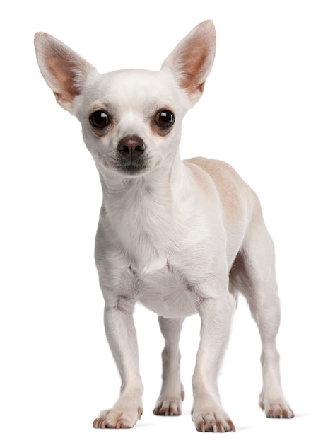 Chihuahua, 15 months old, standing in front of white wall