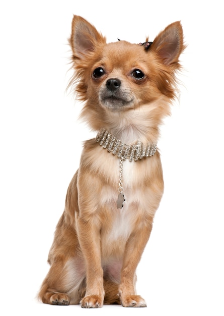 Chihuahua, 18 months old, sitting in front of white wall