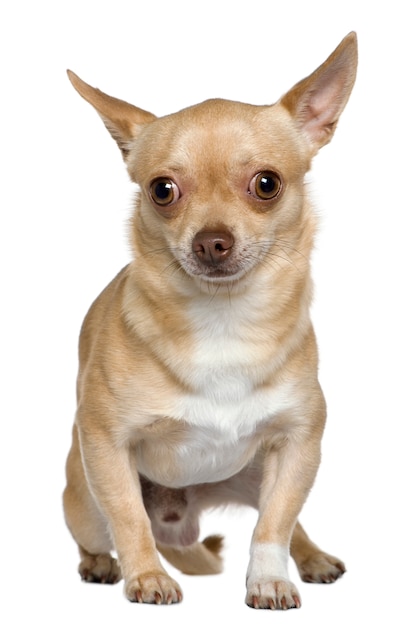 Chihuahua, 2 jaar oud. Geïsoleerd hondportret