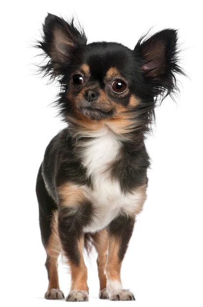 Chihuahua, 2 jaar oud, staand