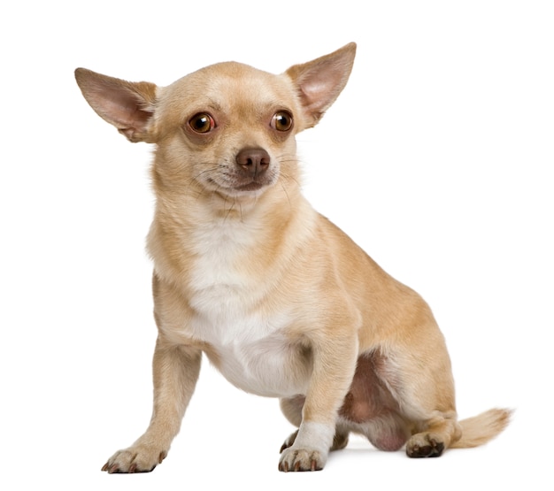 Chihuahua, 2 jaar oud, voor witte muur