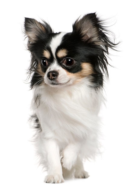 Chihuahua, 3 months old, in front of white wall