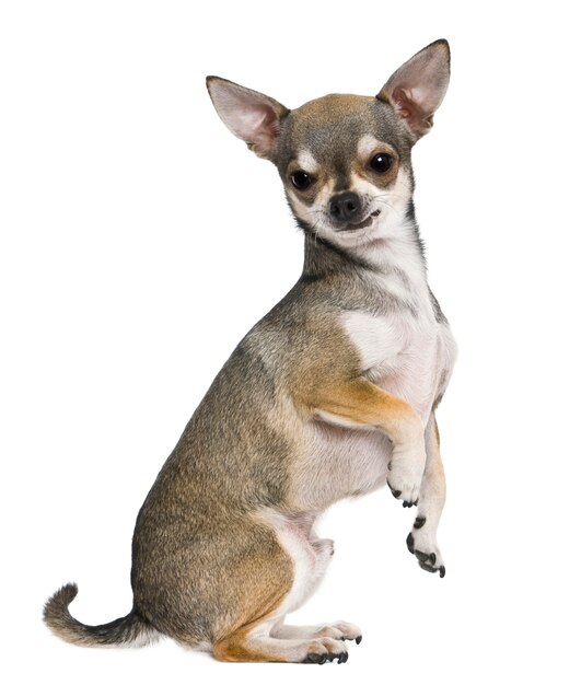 Chihuahua, 3 years old, on hind legs, in front of white wall