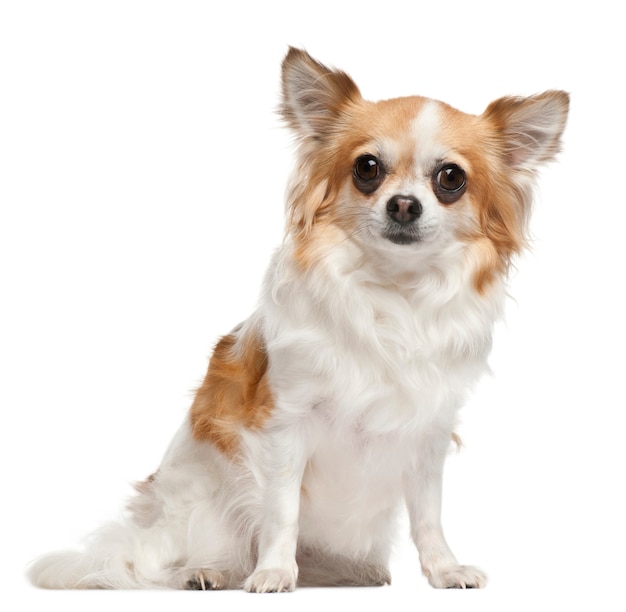 Chihuahua, 3 years old, sitting in front of white wall