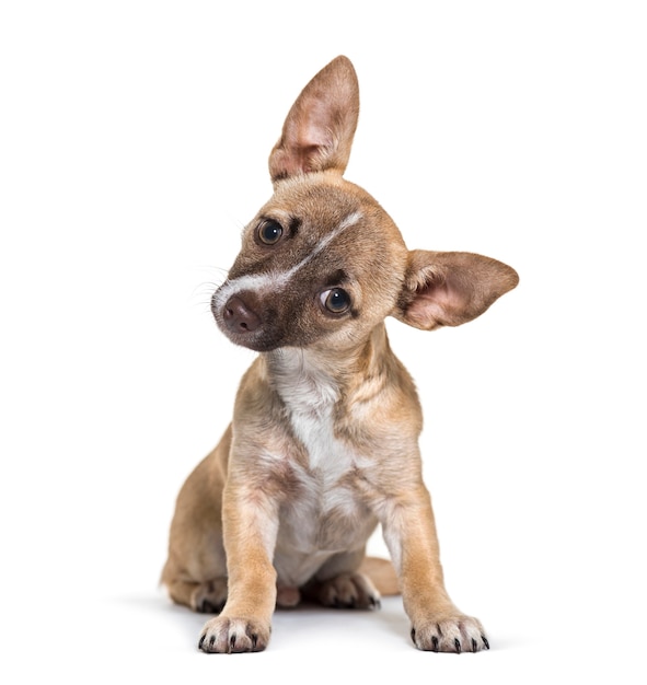 Photo chihuahua, 4 months old, sitting in front of white background