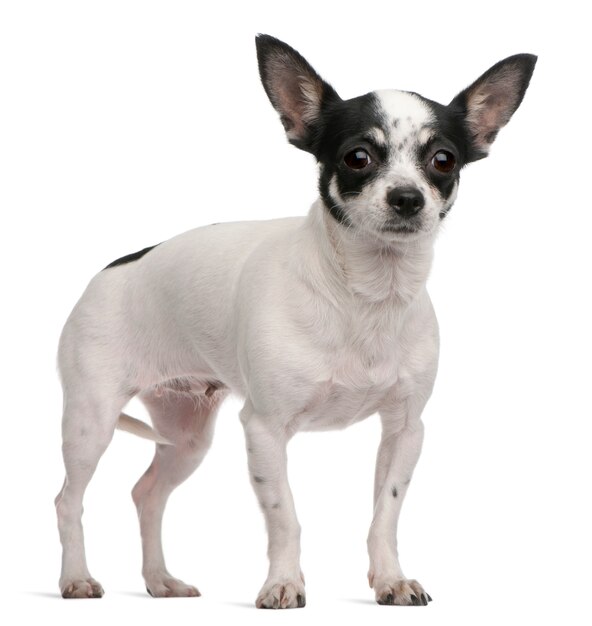 Chihuahua, 4 years old, standing in front of white wall