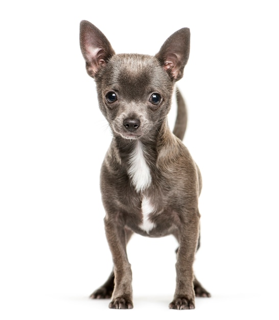 Chihuahua, 5 months old, in front of white background