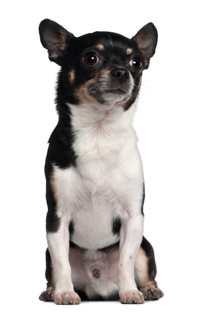 Chihuahua, 6 years old, sitting in front of white wall