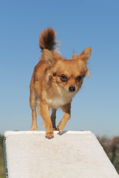 Chihuahua in agility competition