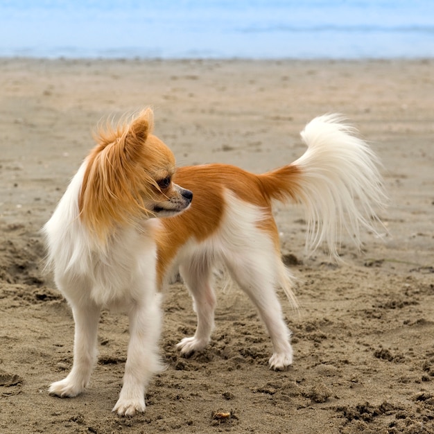 Chihuahua on the beach