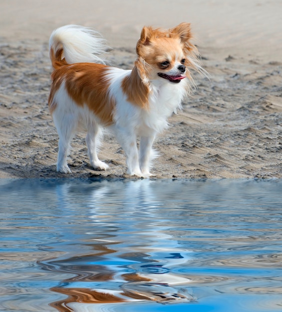 chihuahua on the beach