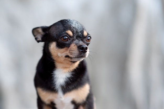 Chihuahua su uno sfondo beige.chihuahua nero, marrone e bianco.