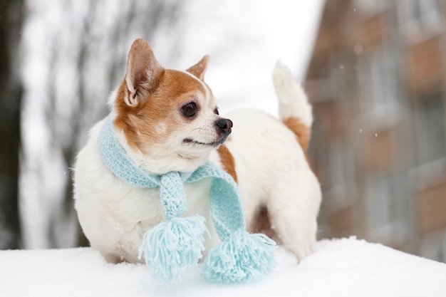 Chihuahua in a blue scarf walks on the street in winter. High quality photo