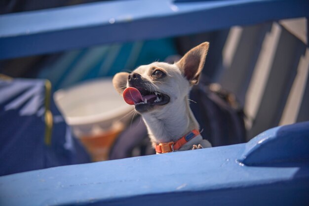 Chihuahua in the boat during a summer trip