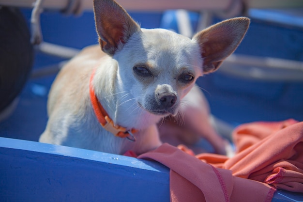 Chihuahua in the boat during a summer trip