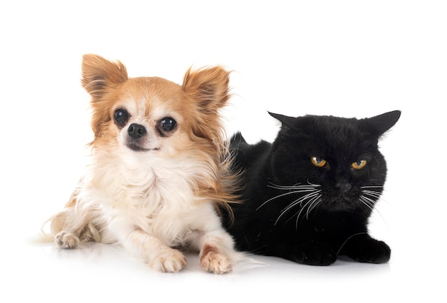 Chihuahua and cat in studio