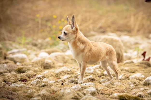 Chihuahua de kruiden in de natuur