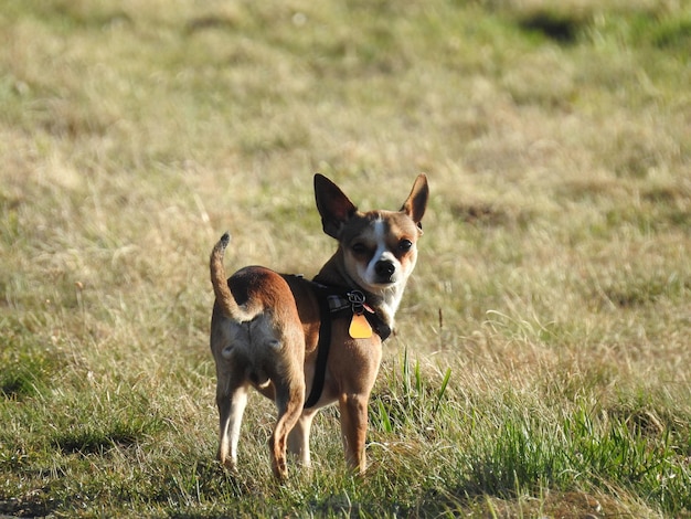 Chihuahua die op een grasveld staat