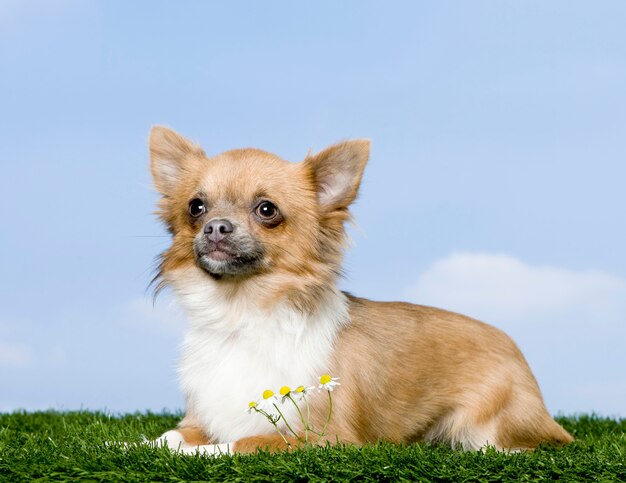 Chihuahua die op gras tegen blauwe hemel ligt