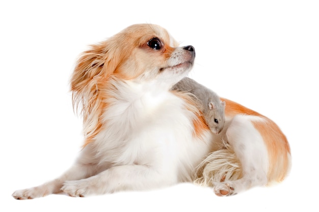 Chihuahua and Djungarian hamster isolated