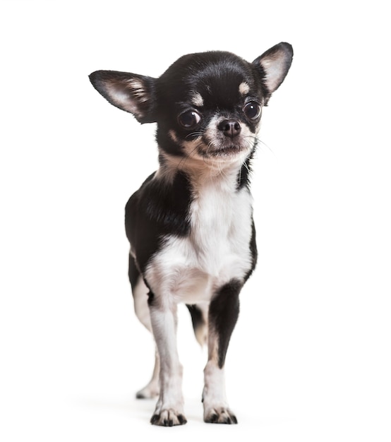 Chihuahua dog, 3 years old, standing against white background