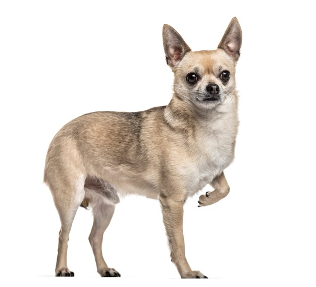 Cane chihuahua, 3 anni, in piedi con una gamba sollevata di nuovo sfondo bianco