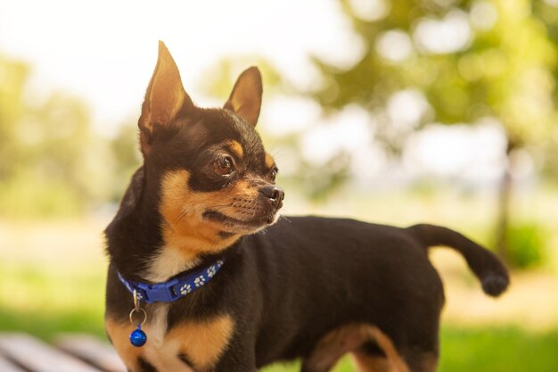 Chihuahua dog on the background of nature in the warm season. Pet, animal.